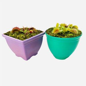 گیاه طبیعی ونوس مدل گوشتخوار  مجموعه 2 عددی